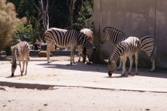 19.07.2006, Duisburg, Zoo Duisburg im Juli 2006. Bild: Impressionen aus dem Zoo Duisburg im Juli 2006 - Foto: Björn Koch
