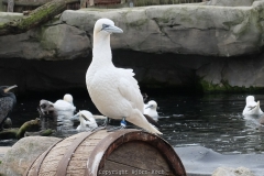 31.10.2016, Bremerhaven, Cuxland im Herbst 2016. Bild: Besuch im Zoo Am Meer in Bremerhaven - Foto: Björn Koch